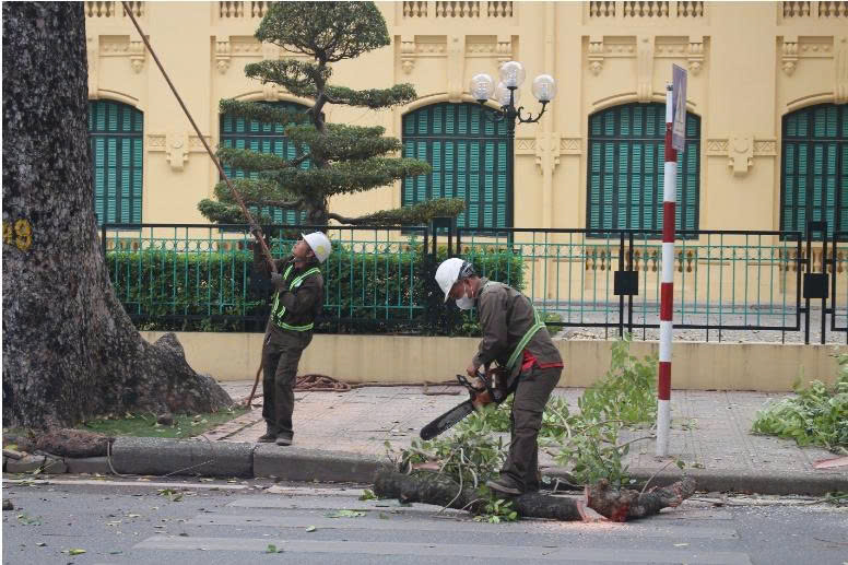 Hà Nội: Dịch chuyển, chặt hạ 24 cây xanh để thi công mở rộng đường Hùng ...